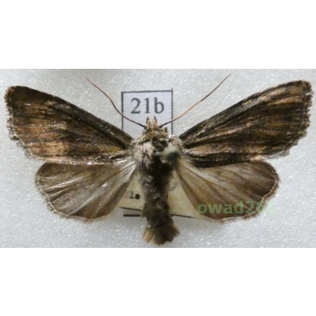 Apamea scolopacina (Esper, 1788) Czech21b